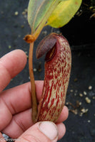 Nepenthes klossii, clone 271