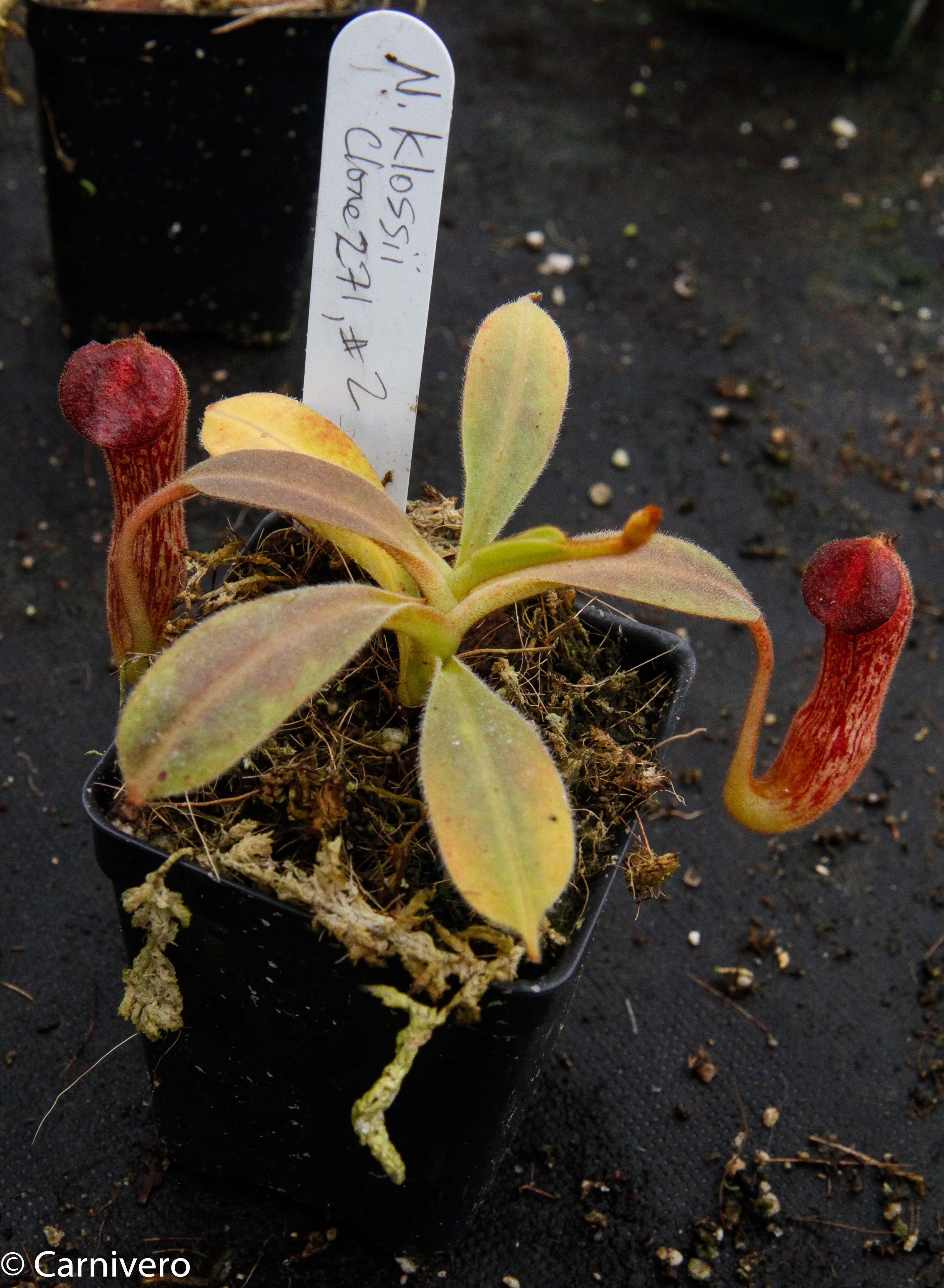 Nepenthes klossii, clone 271 – Carnivero
