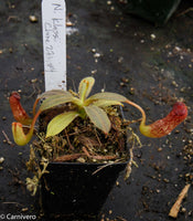 Nepenthes klossii, clone 271