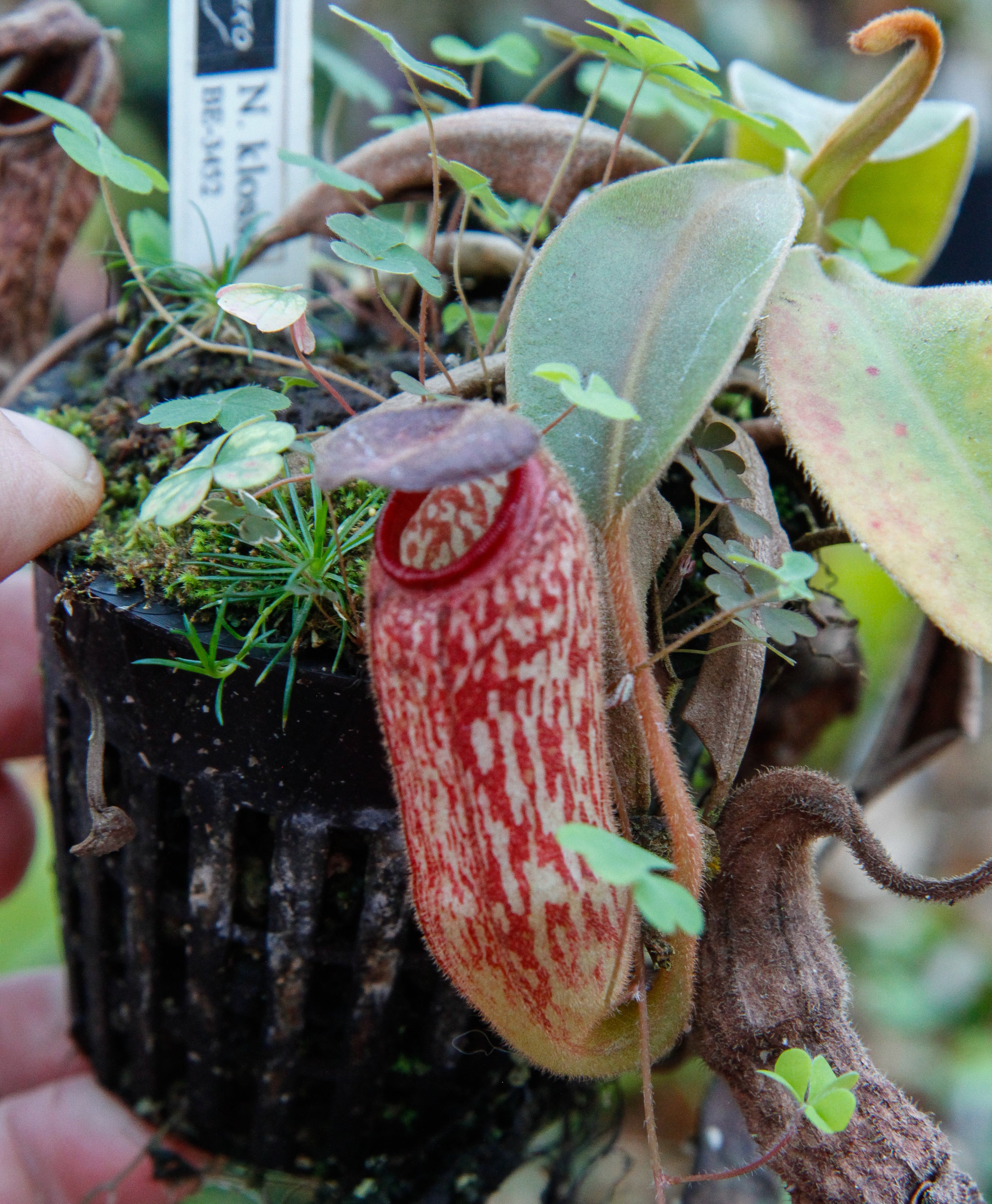 Nepenthes klossii, Wistuba – Carnivero