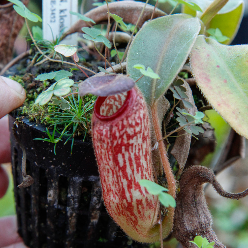 
                      
                        Nepenthes klossii, Wistuba
                      
                    