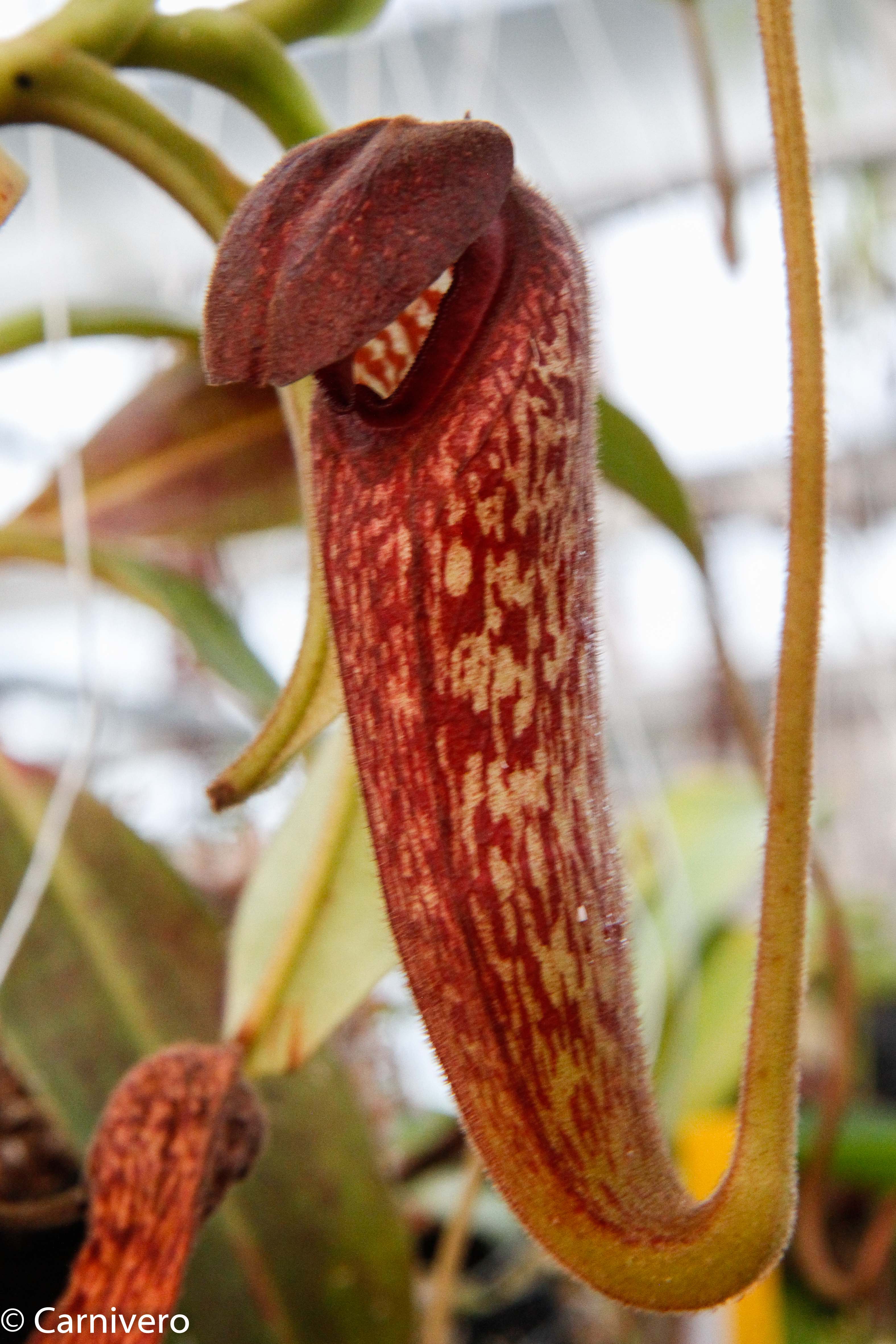 BE-4014 N. klossii clone211 ウツボカズラ 食虫植物