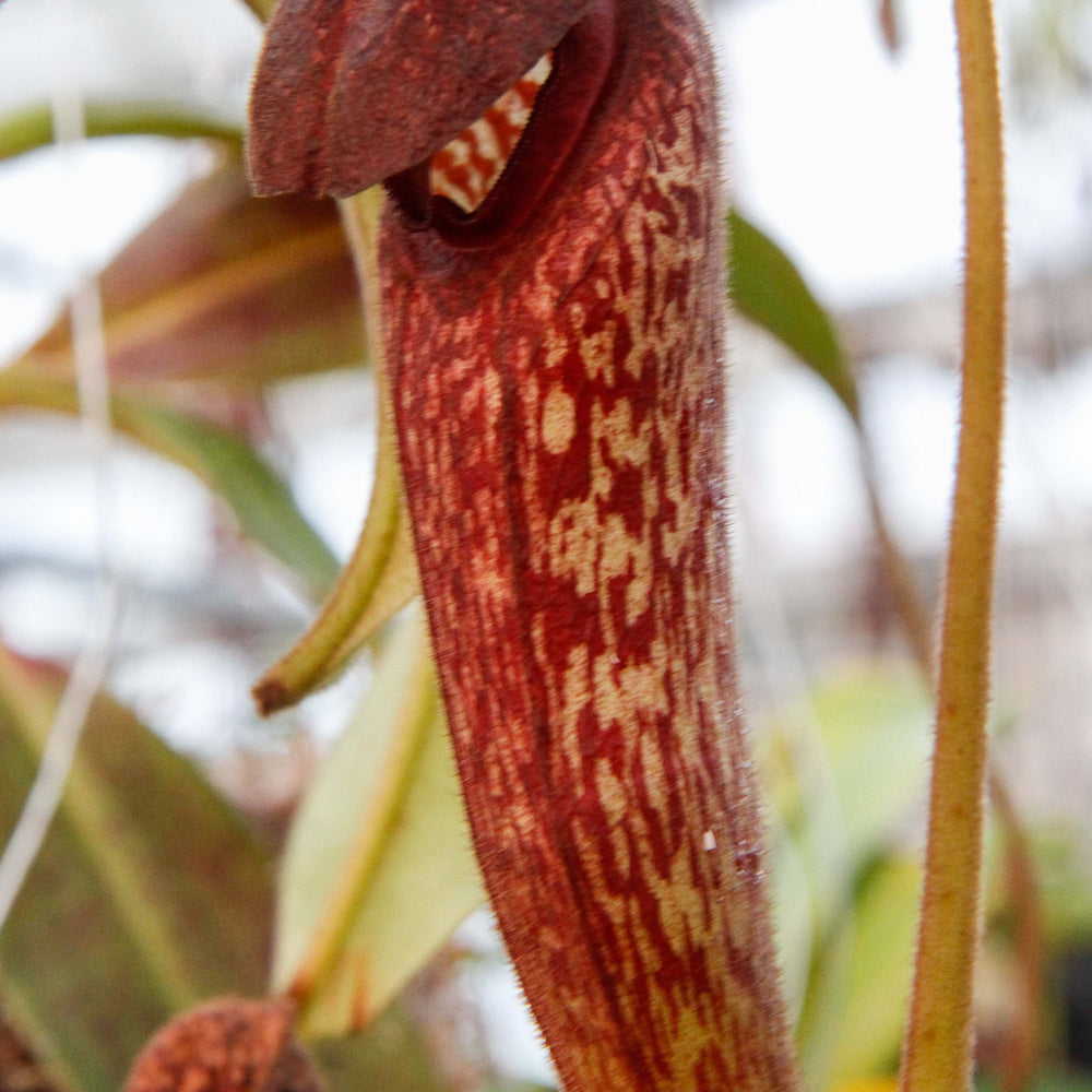 
                      
                        Nepenthes klossii, BE-4014
                      
                    