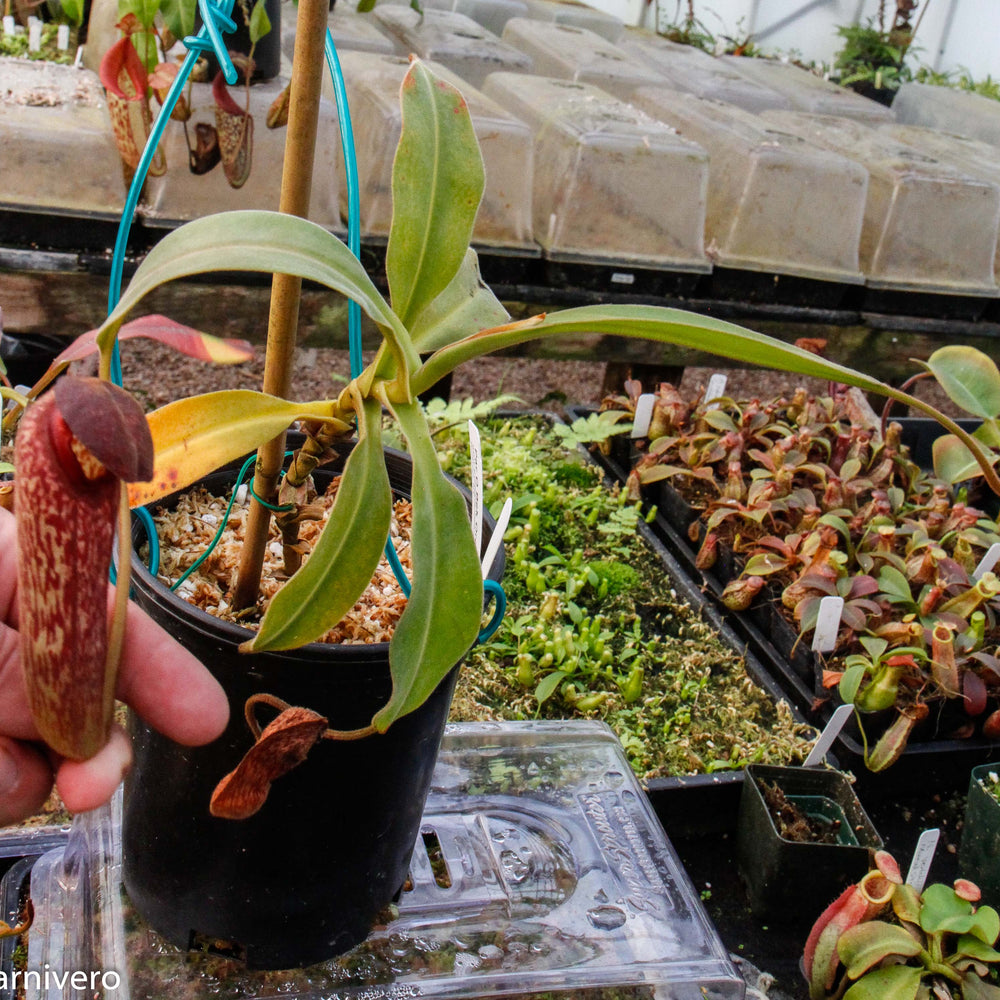 Nepenthes klossii, BE-4014