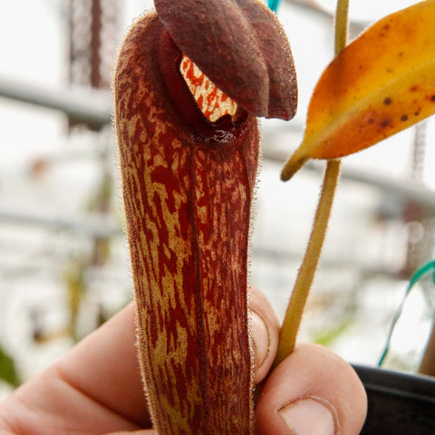Close-up of Nepenthes klossii BE-3452 pitcher with brown mottled tube and curved lid held by a hand.