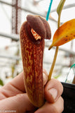 Nepenthes klossii, BE-3452