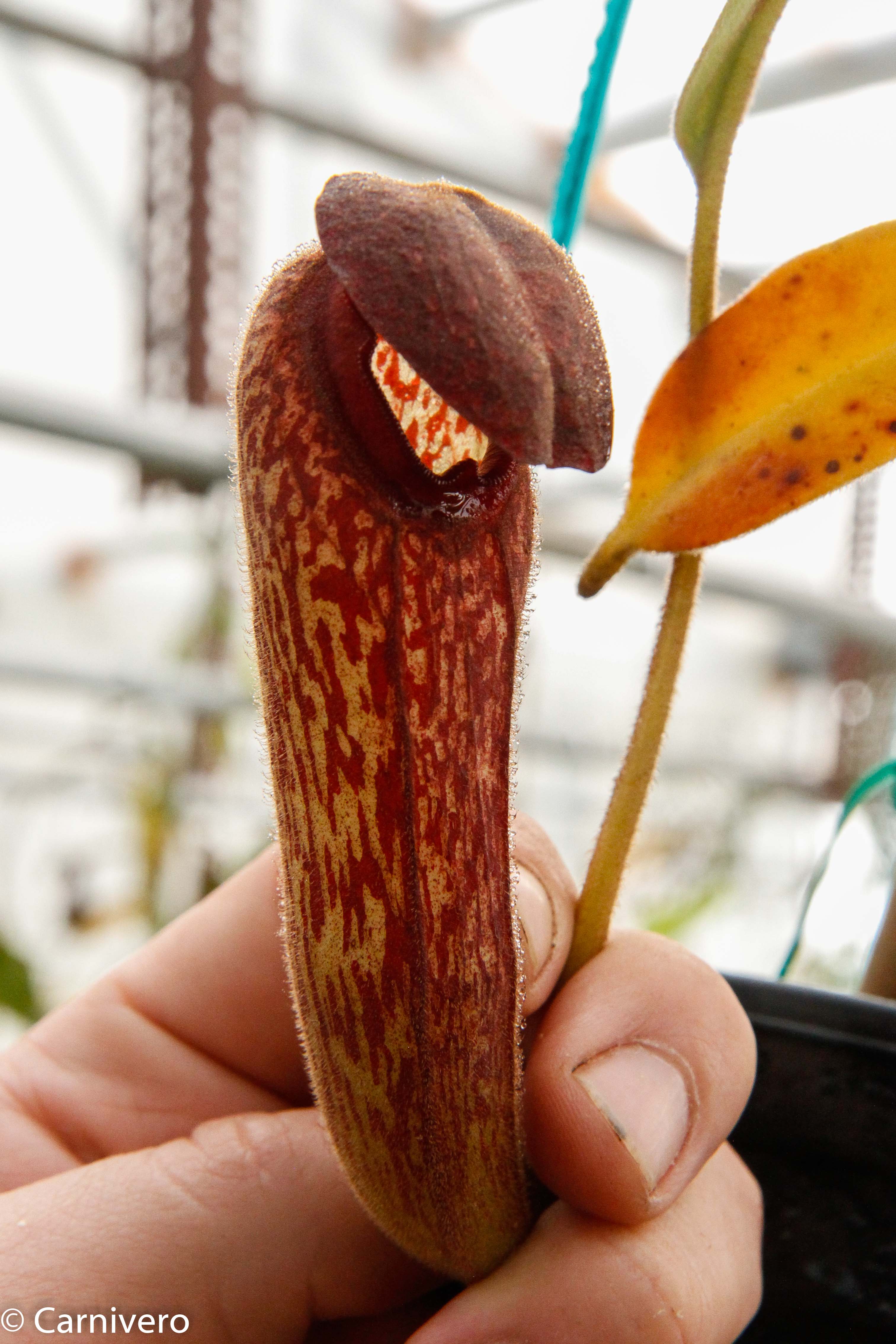 ke-non ケノン ver8.4 Nepenthes klossii, BE-4014 – Carnivero