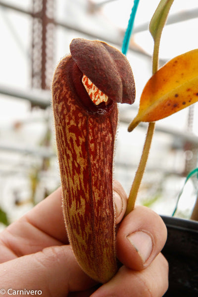 Nepenthes klossii, BE-4014