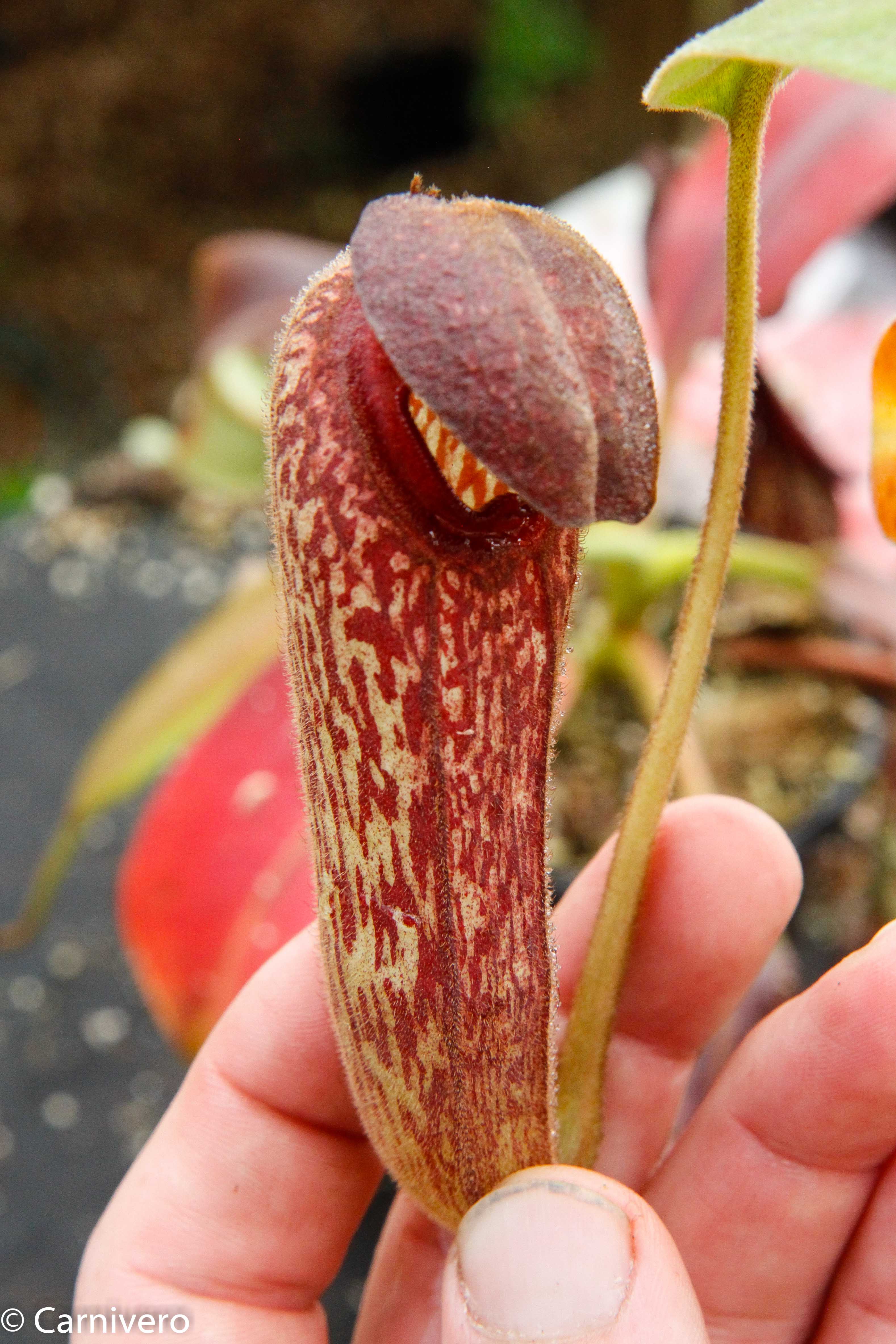 Nepenthes klossii, BE-3452 – Carnivero