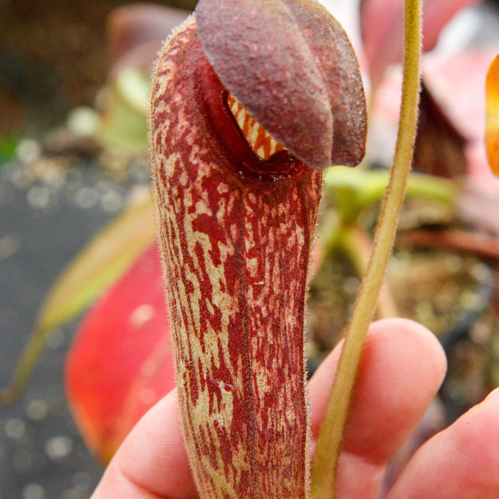 Nepenthes klossii, BE-3452