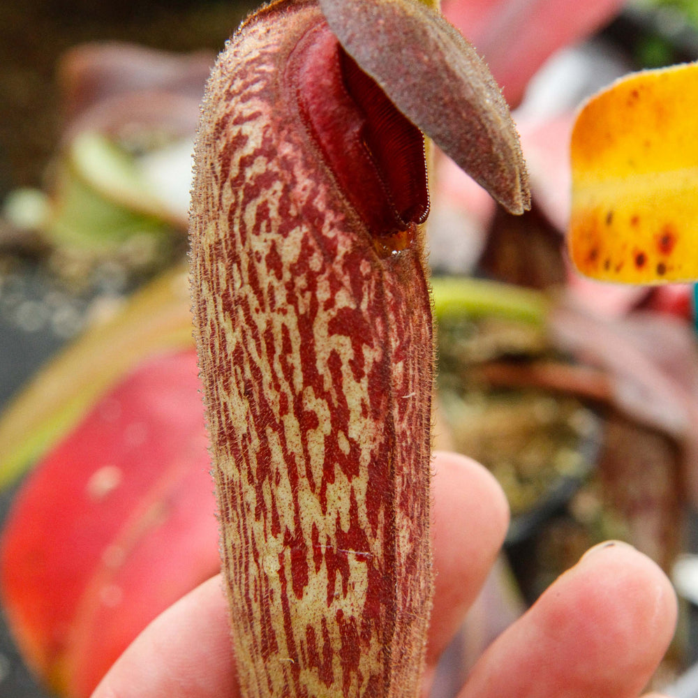 
                      
                        Nepenthes klossii, BE-3452
                      
                    