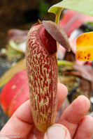Nepenthes klossii, BE-3452