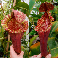 Nepenthes [(lowii x veitchii) x boschiana)] "Red Ruffled" x veitchii "Orange Fade", CAR-0153