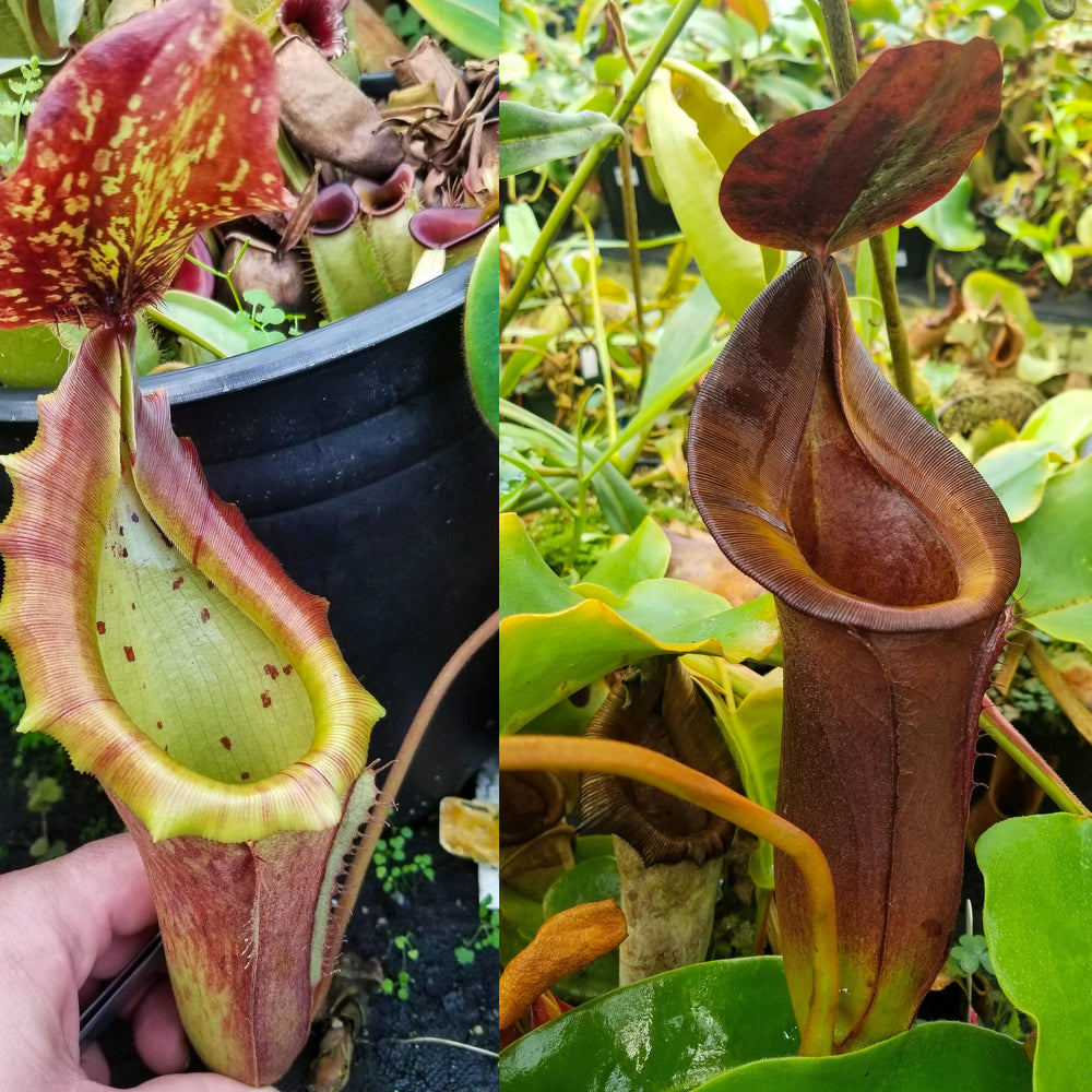 
                      
                        Nepenthes [(lowii x veitchii) x boschiana]-yellow x [(lowii x veitchii) x (bicalcarata x camp)], CAR-0078, pitcher plant, carnivorous plant, collectors plant, large pitchers, rare plants
                      
                    