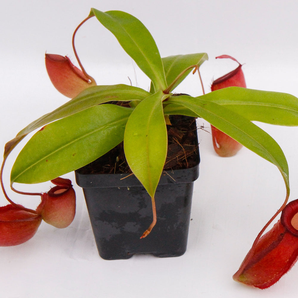 
                      
                        Nepenthes Lady Luck
                      
                    