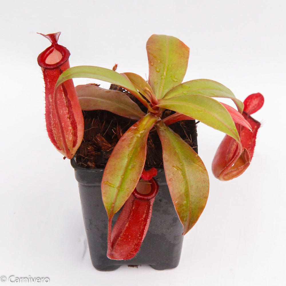 
                      
                        Nepenthes Lady Luck
                      
                    