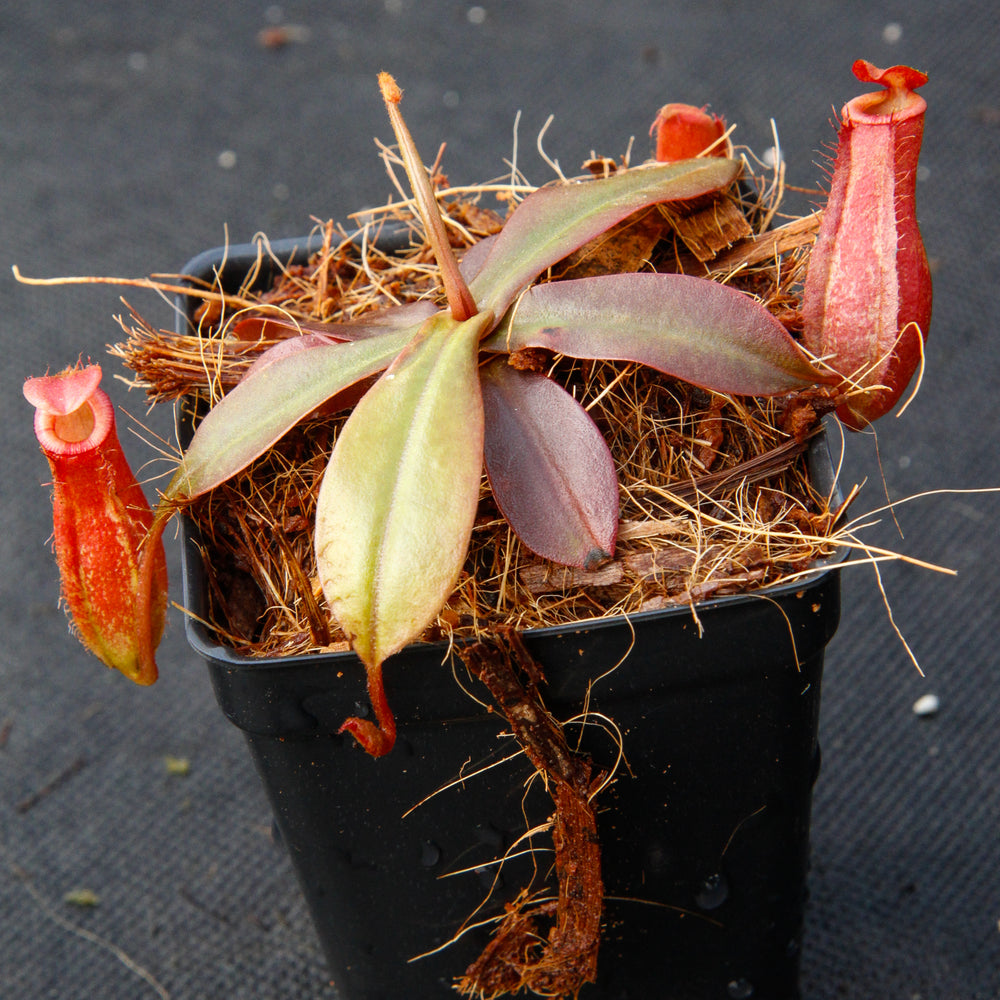 
                      
                        Nepenthes Lady Luck
                      
                    