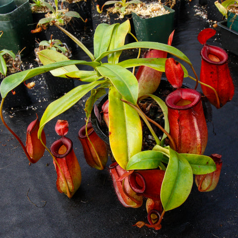Nepenthes Lady Luck plant with green leaves and multiple red pitcher traps on a black fabric surface