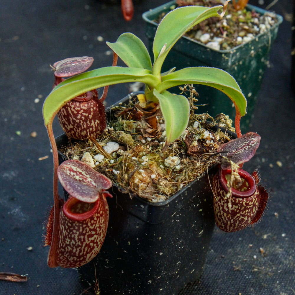 
                      
                        Nepenthes maxima x talangensis "Lady Pauline", BE-3679
                      
                    