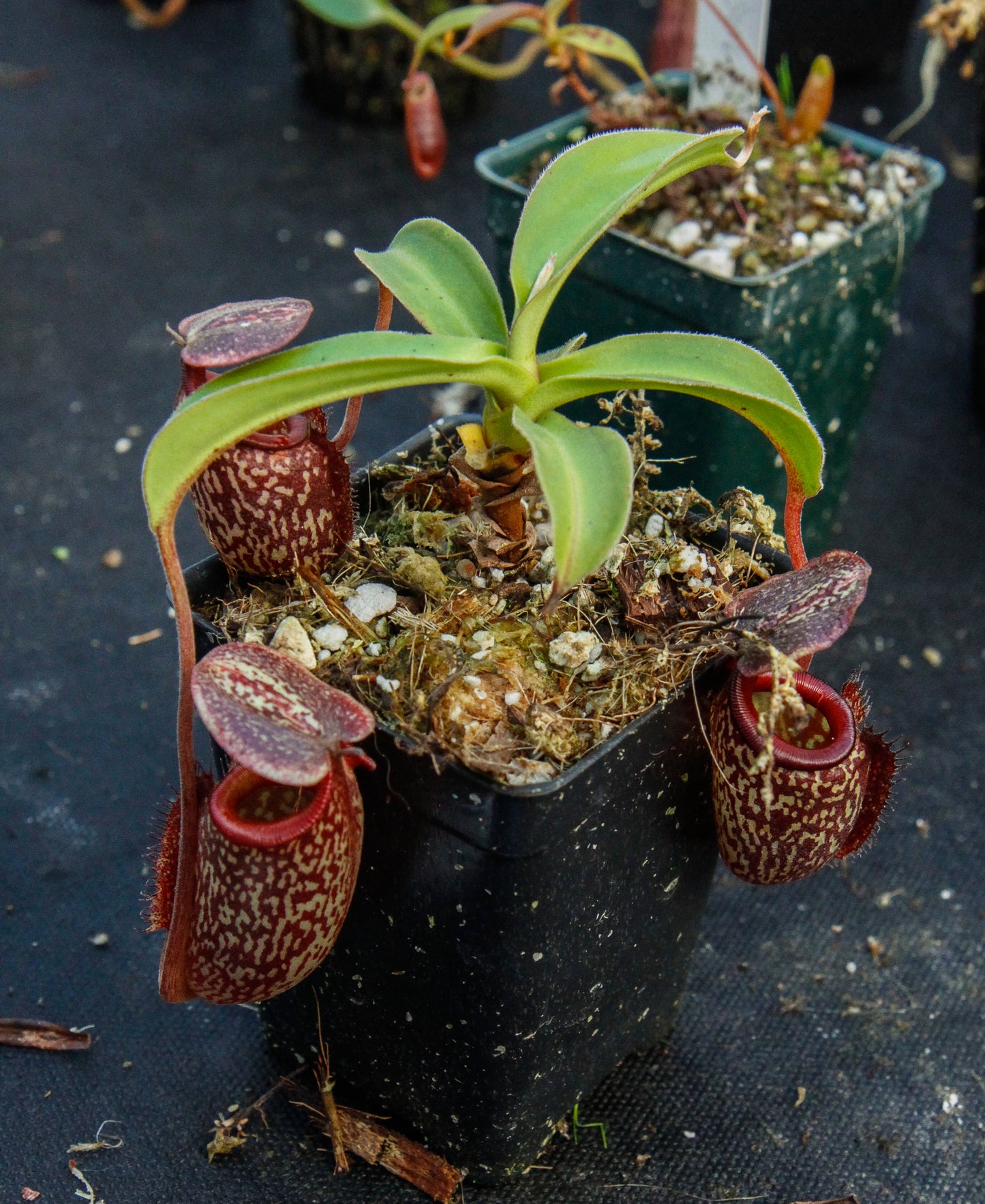 Nepenthes maxima x talangensis 