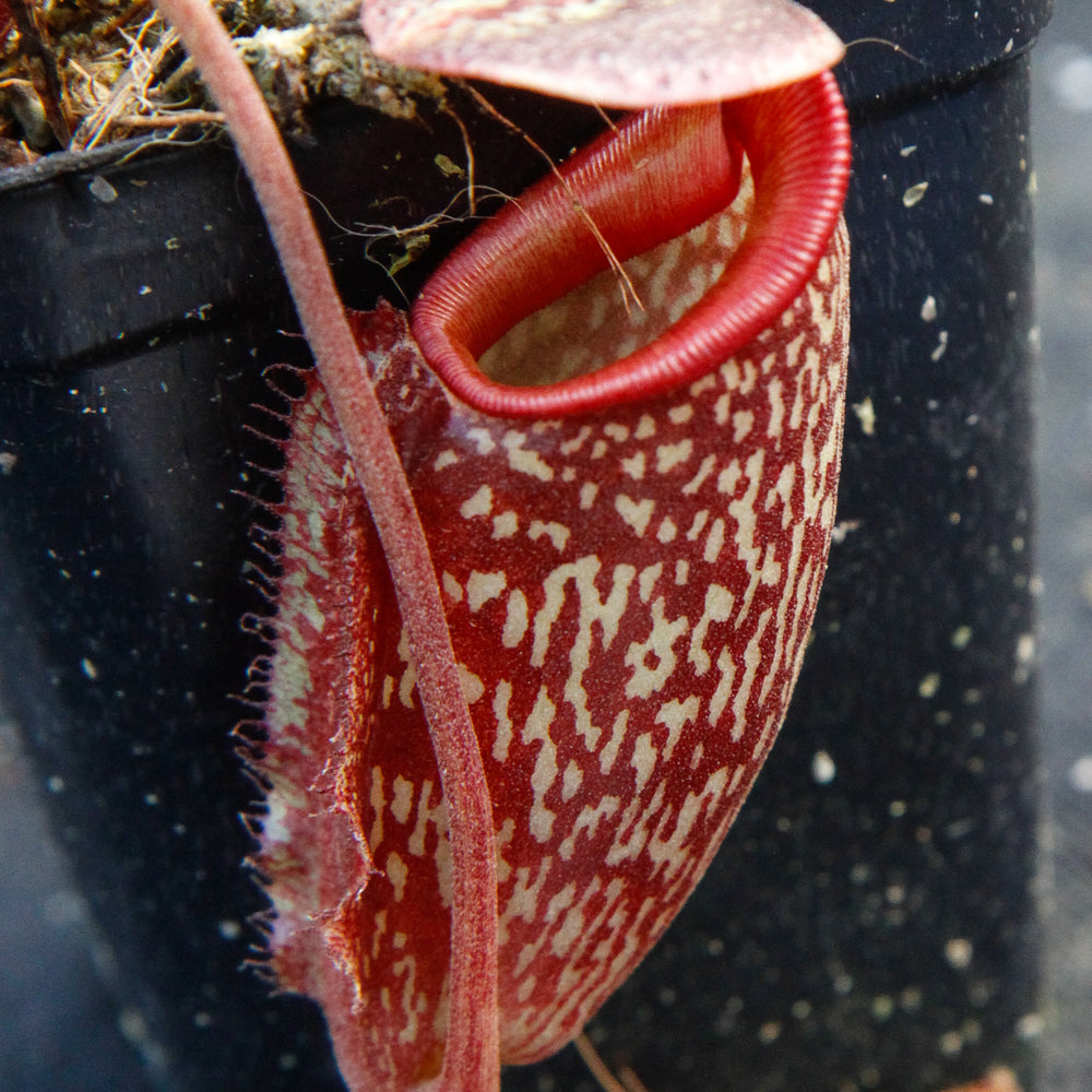 
                      
                        Nepenthes maxima x talangensis "Lady Pauline", BE-3679
                      
                    