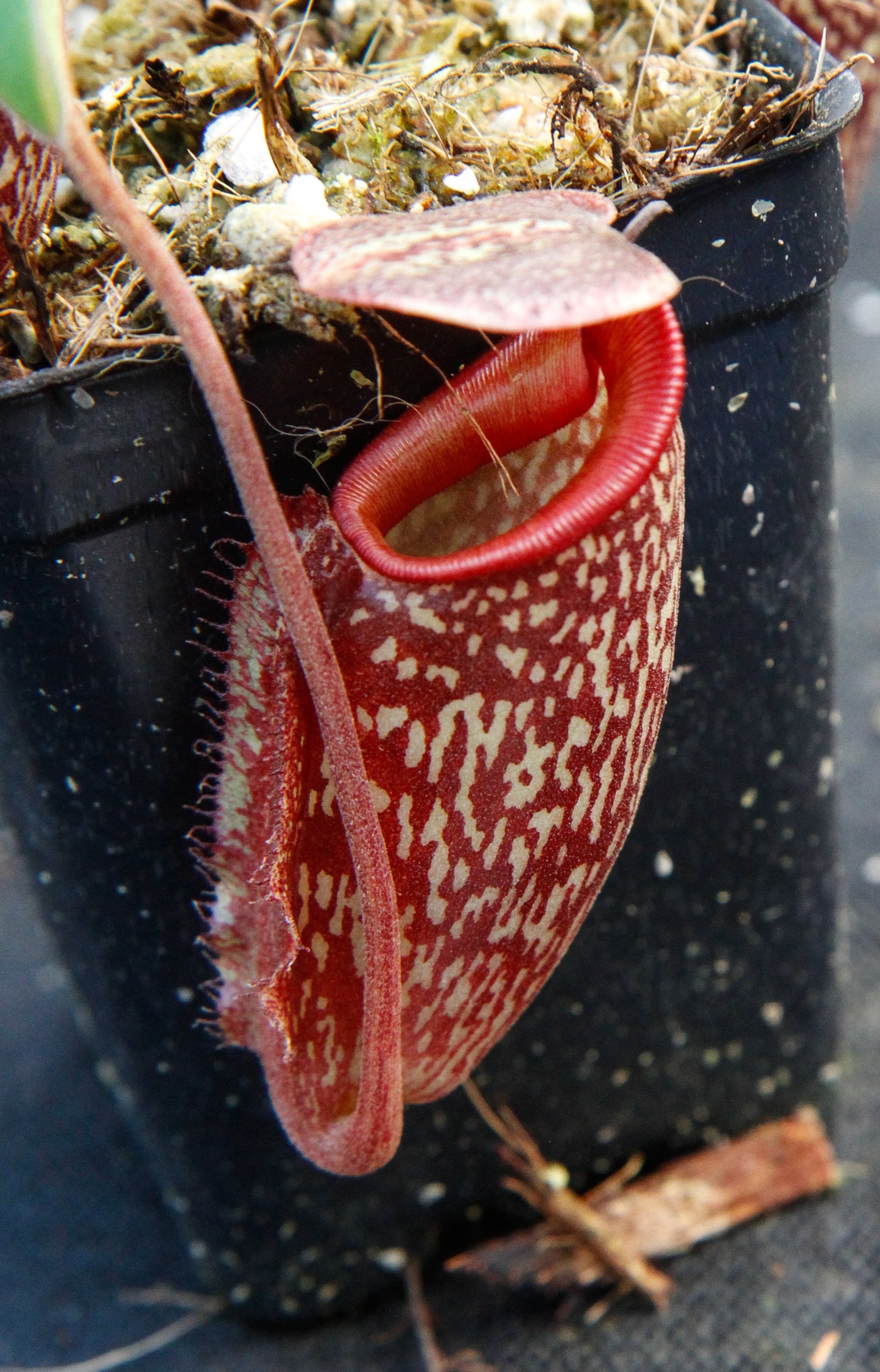 Nepenthes maxima x talangensis 