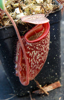Nepenthes maxima x talangensis "Lady Pauline", BE-3679