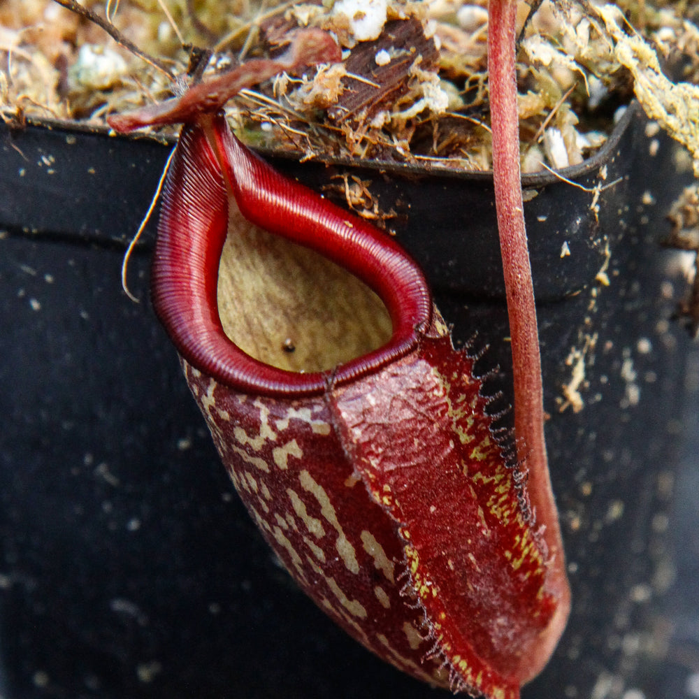 
                      
                        Nepenthes maxima x talangensis "Lady Pauline", BE-3679
                      
                    