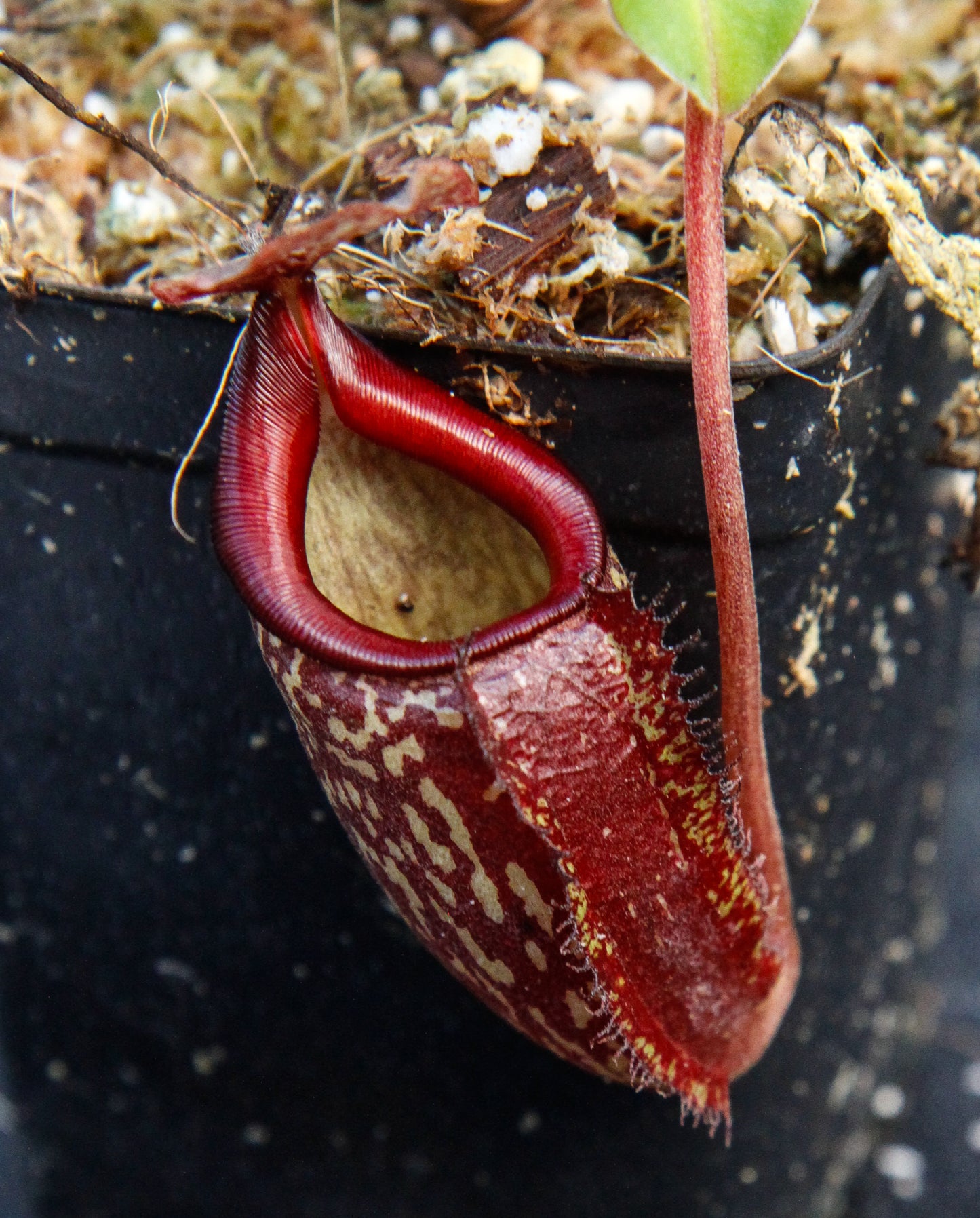 Nepenthes maxima x talangensis 