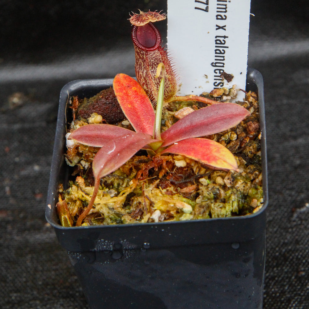 
                      
                        Nepenthes Lady Pauline x hamata, BE-3777
                      
                    