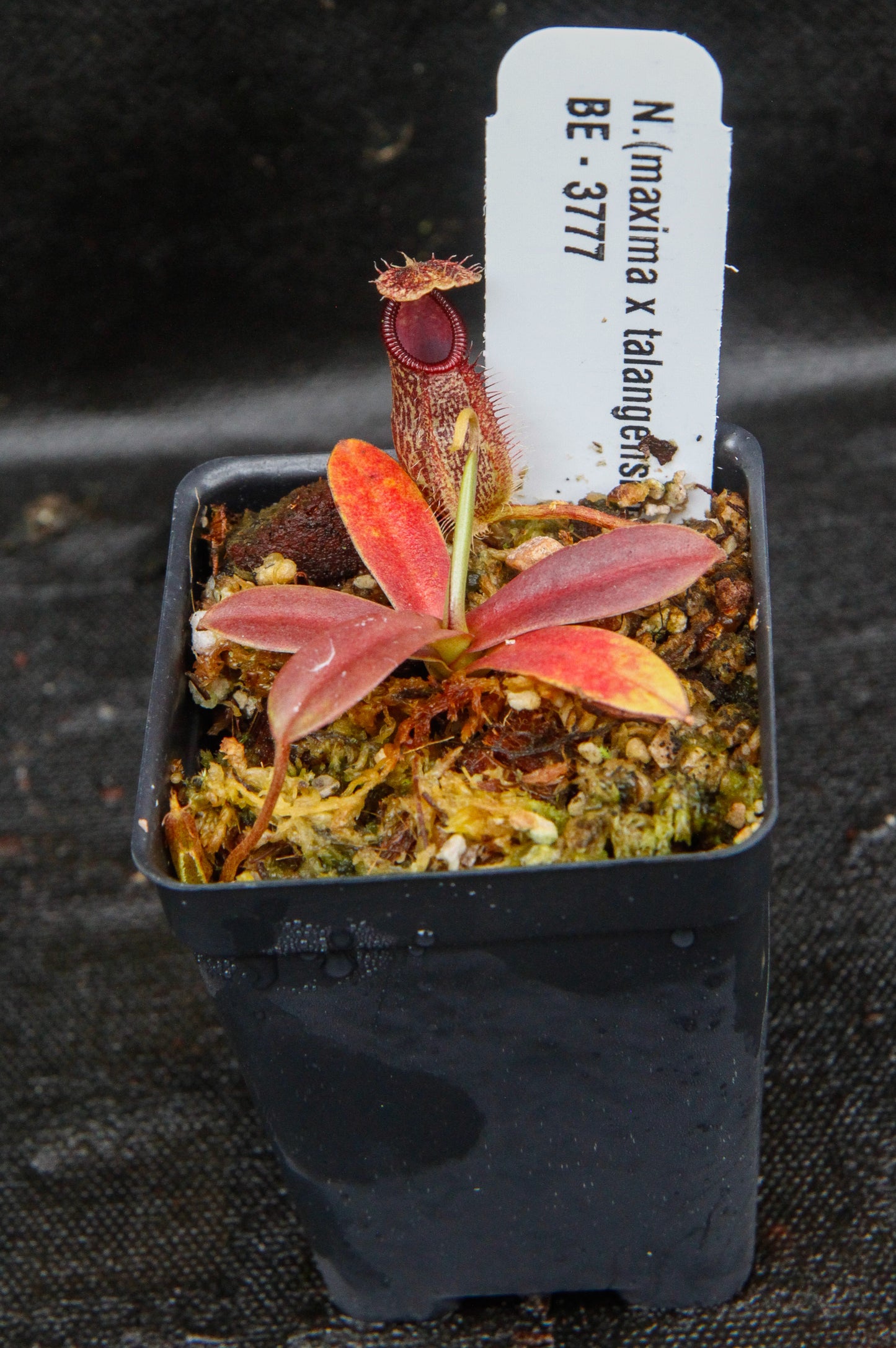 Nepenthes Lady Pauline x hamata, BE-3777