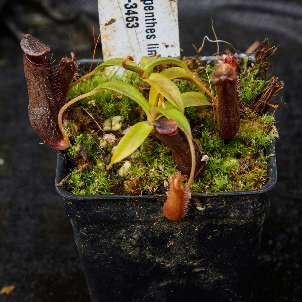 
                      
                        Nepenthes lingulata, BE-3463
                      
                    