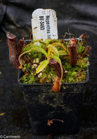 Nepenthes lingulata, BE-3463