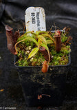 Nepenthes lingulata, BE-3463