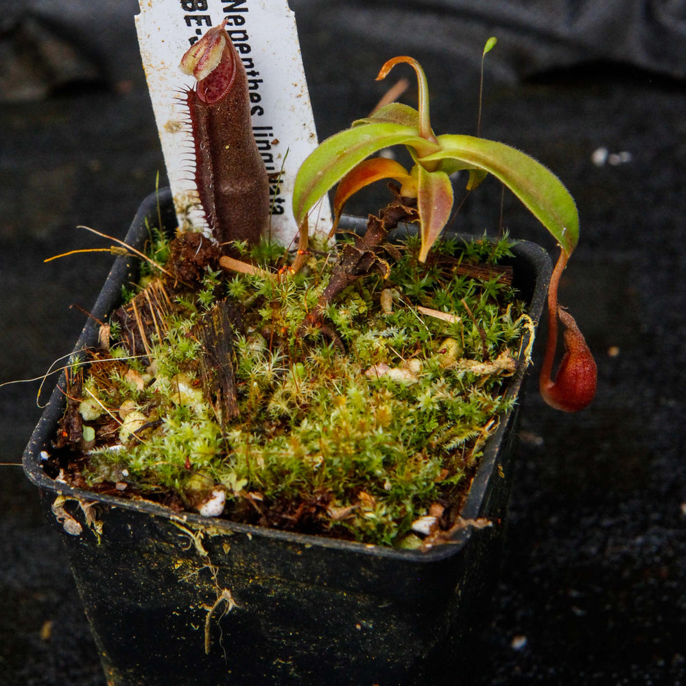 
                      
                        Nepenthes lingulata, BE-3463
                      
                    