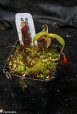 Nepenthes lingulata, BE-3463