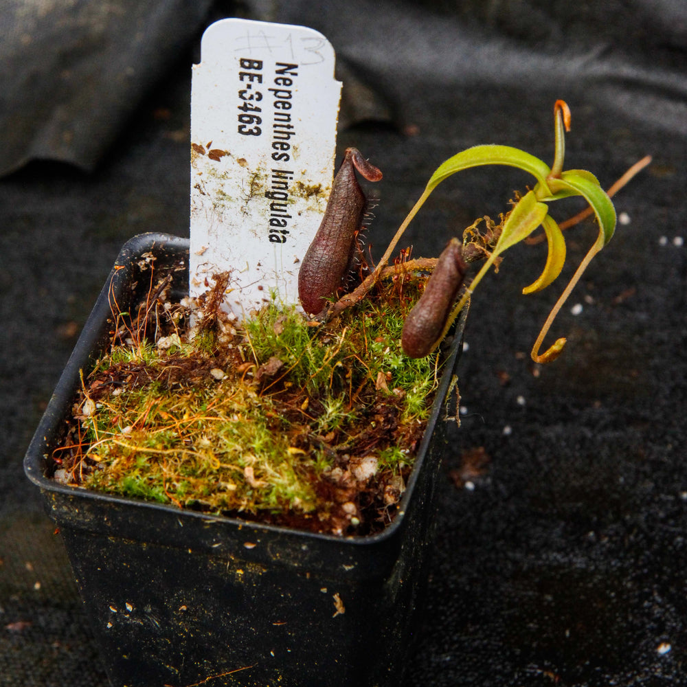 
                      
                        Nepenthes lingulata, BE-3463
                      
                    