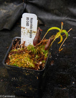 Nepenthes lingulata, BE-3463