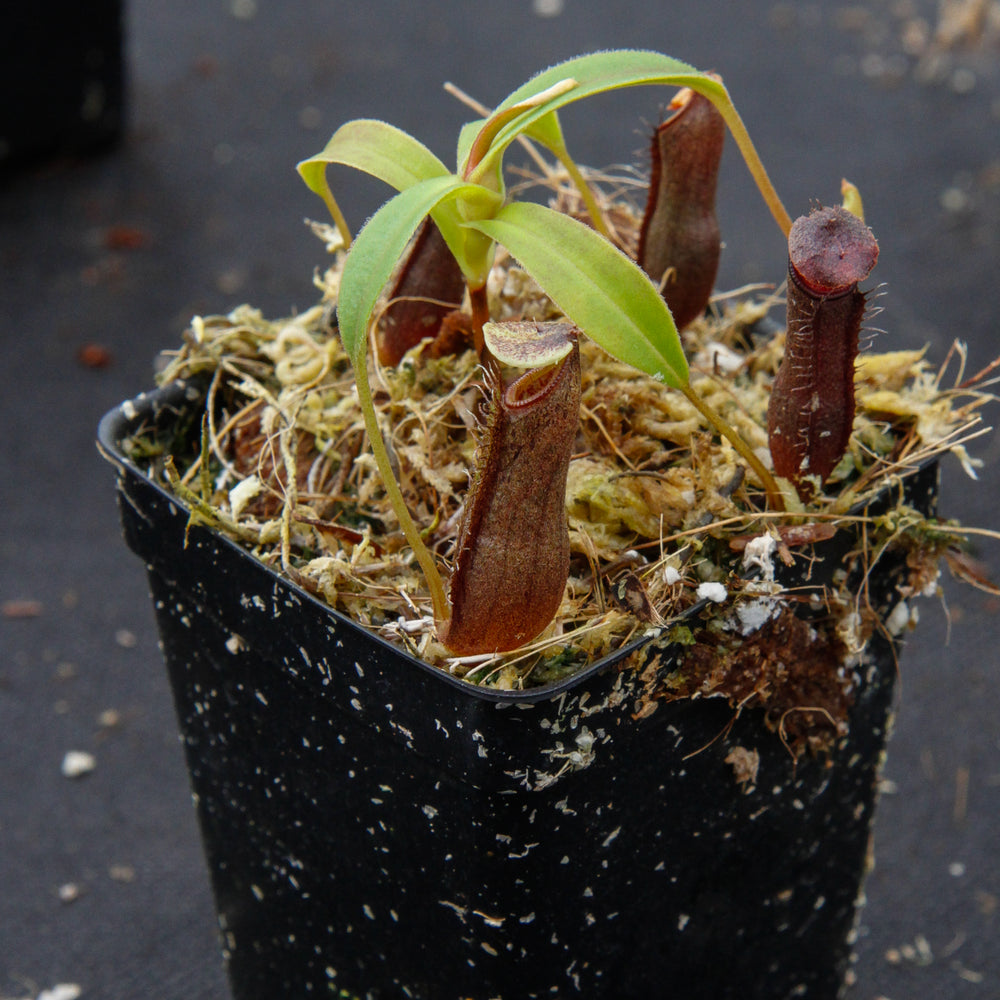 
                      
                        Nepenthes lingulata, BE-3463
                      
                    