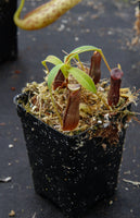 Nepenthes lingulata, BE-3463