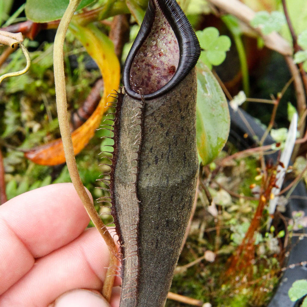 
                      
                        Nepenthes lingulata, BE-3463
                      
                    