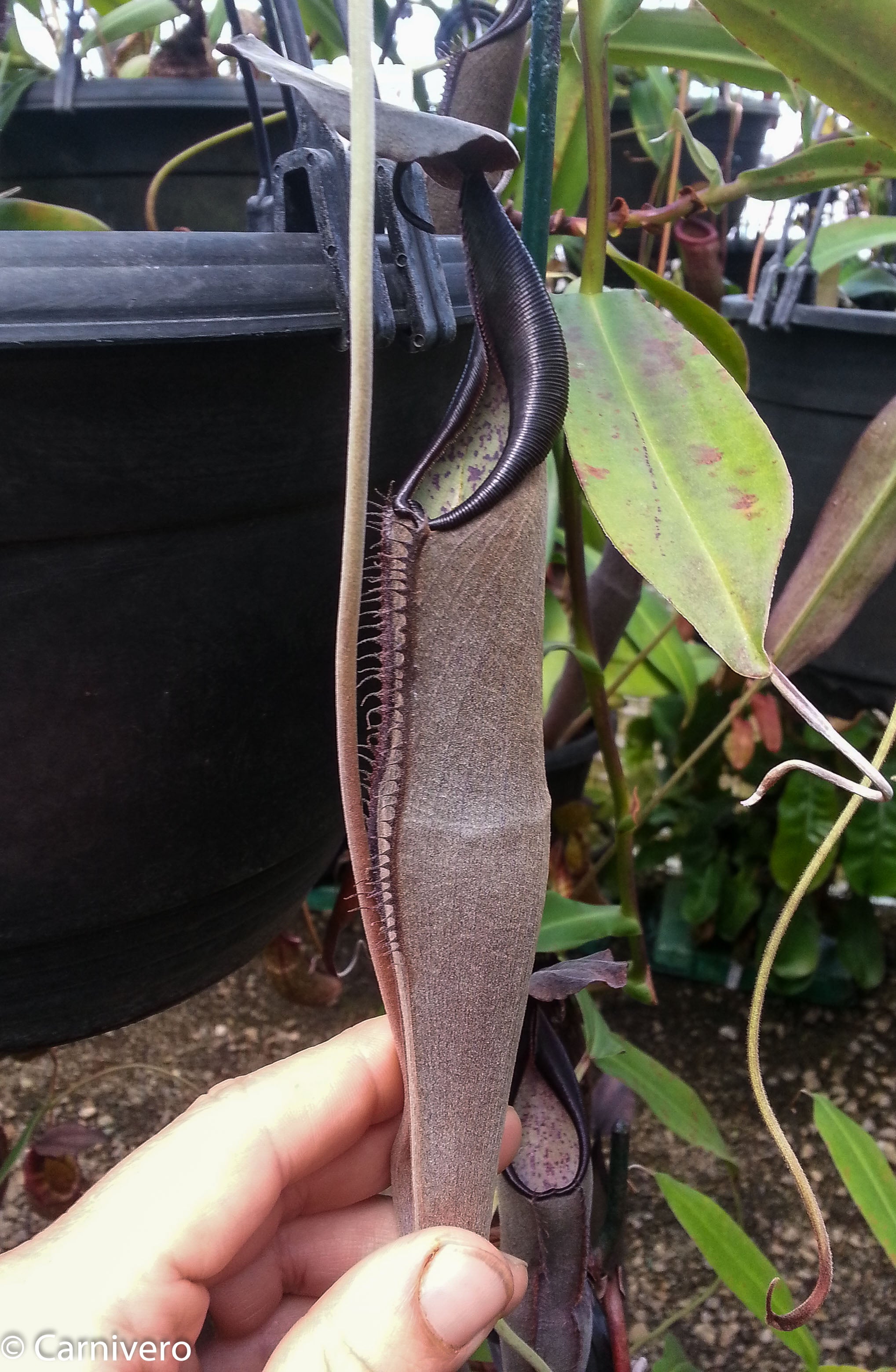 Nepenthes lingulata, BE-3463 – Carnivero