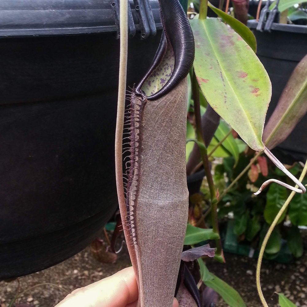 
                      
                        Nepenthes lingulata, BE-3463
                      
                    