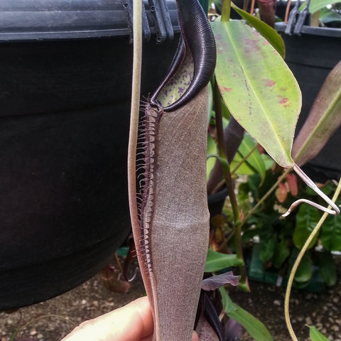 Nepenthes lingulata BE-3463 with a tall dark brown pitcher hanging from the stem beside green leaves