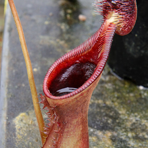 Deep red Nepenthes lowii pitcher with a long curved tube and spiky fringed rim.