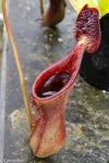 Nepenthes lowii, BE-3100