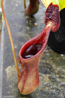 Nepenthes lowii, BE-3100