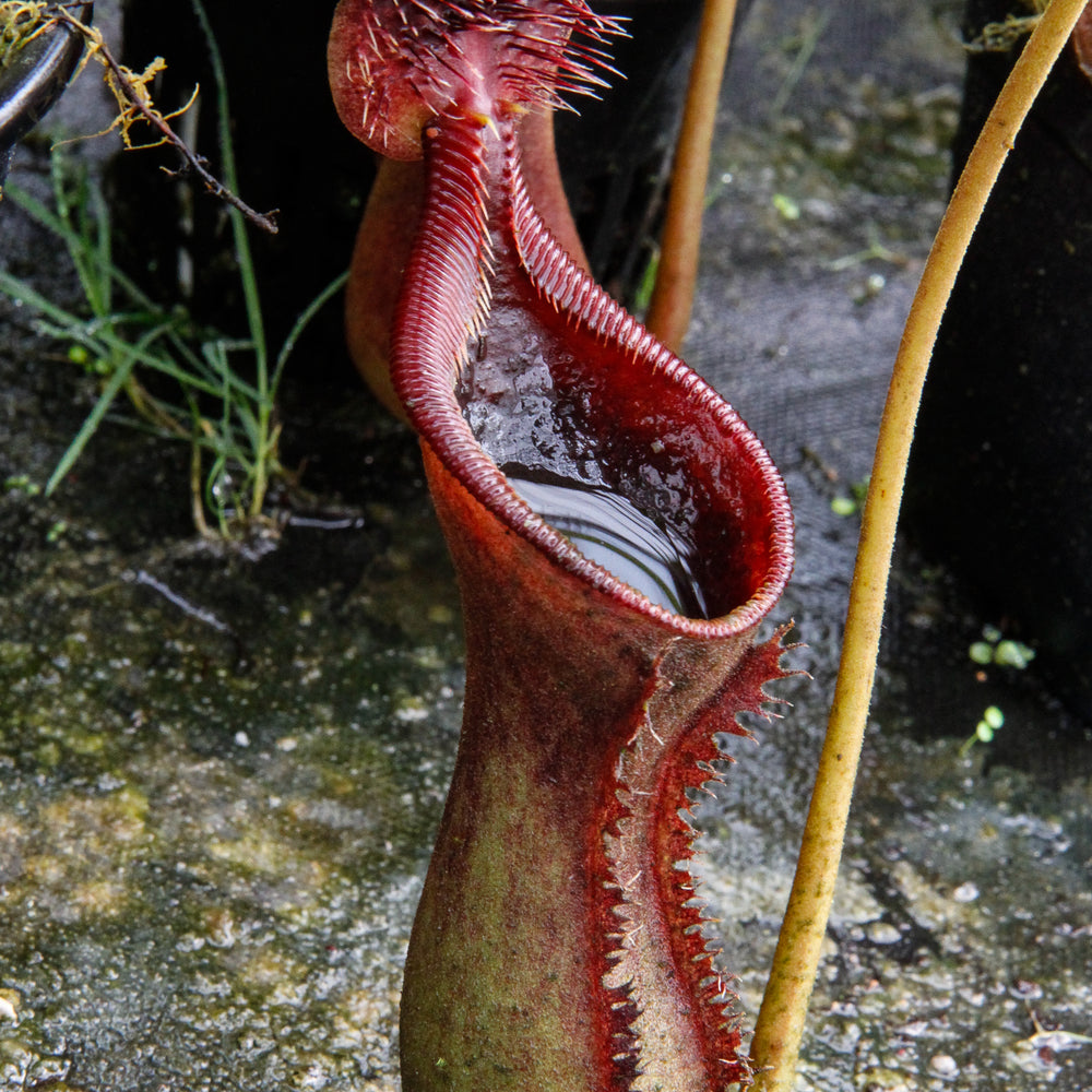 Nepenthes lowii, BE-3100