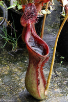 Nepenthes lowii, BE-3100