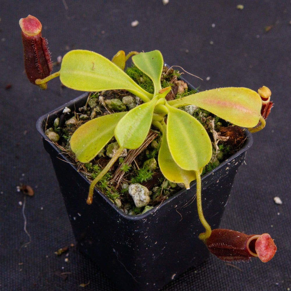 
                      
                        Nepenthes lowii, BE-3100
                      
                    